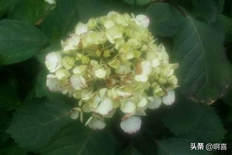 硼肥对红薯有什么作用 最佳使用时间