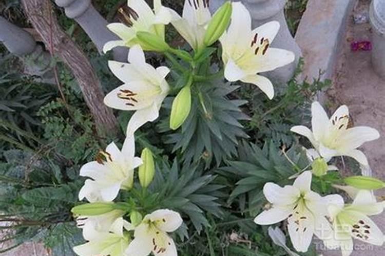 如何给百合花施肥