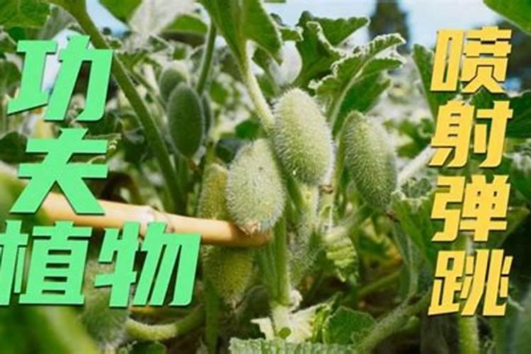 瓜蒌每个节段用肥注意事项,重茬地块应该注意什么？