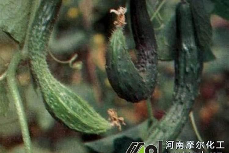 滴灌肥和水溶肥料有哪些区别应该如何选择