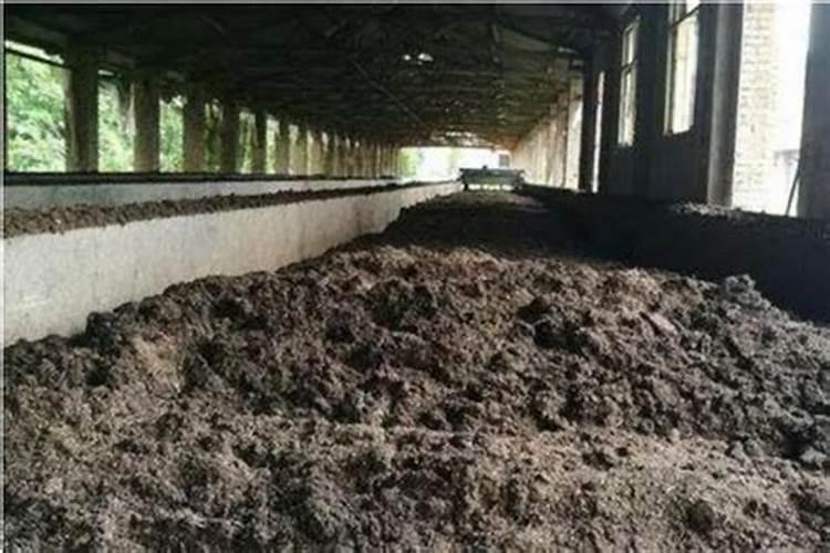 尿浇菜正确方法怎样用尿浇菜