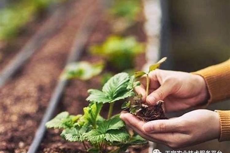 大棚草莓种植需要什么肥料？