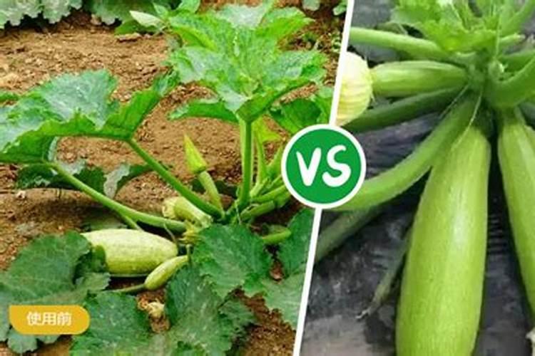 日光温室早春茬西葫芦如何进行水肥管理？
