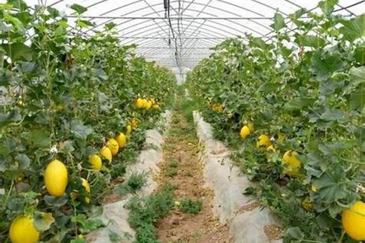 冷棚甜瓜棵子外面多少温度冻不了？