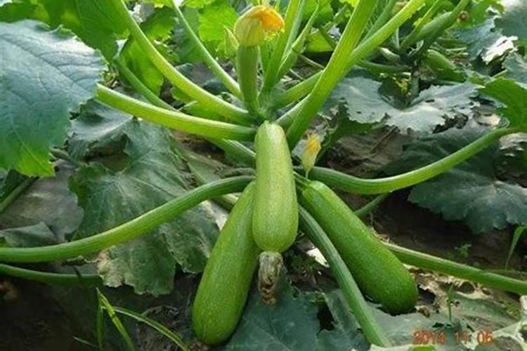 葫芦挂果后施什么肥