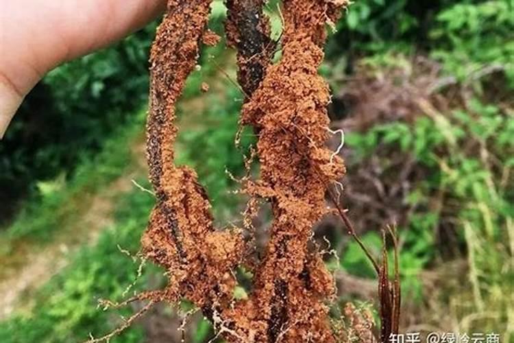 ﻿药用植物叶面追肥技巧
