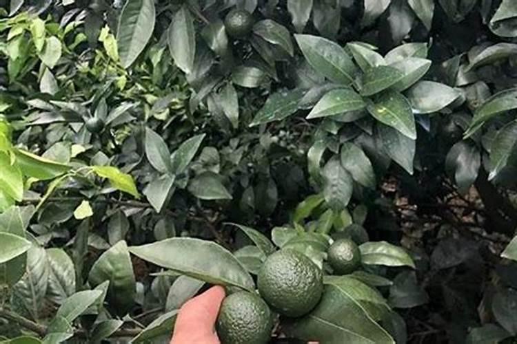 沃柑保果的最佳配方