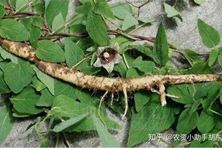 月季施肥可以浇水么