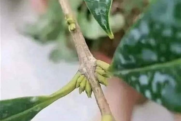 桂花施什么肥长得快