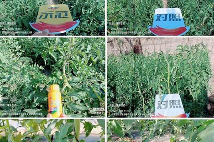 西红柿施什么肥料？西红柿高产用什么叶面肥好？西红柿增甜肥料金泰靓百...