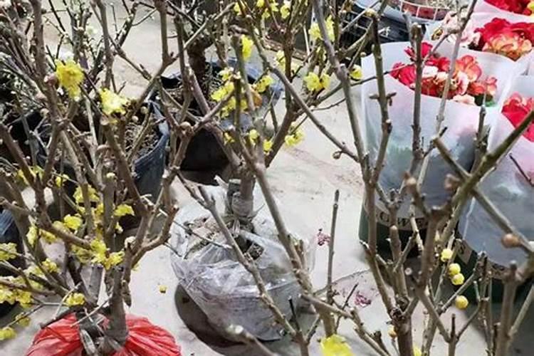 花的肥料在哪里买;花卉肥料怎么使用