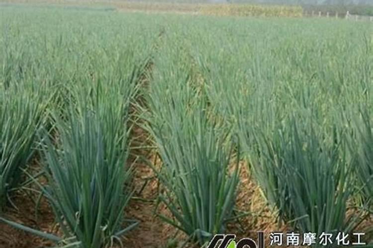 大葱施肥用什么肥料好