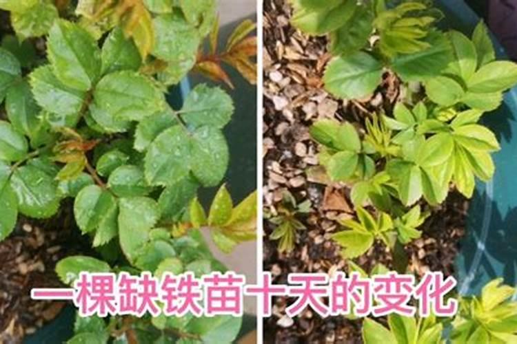 月季缺肥的表现
