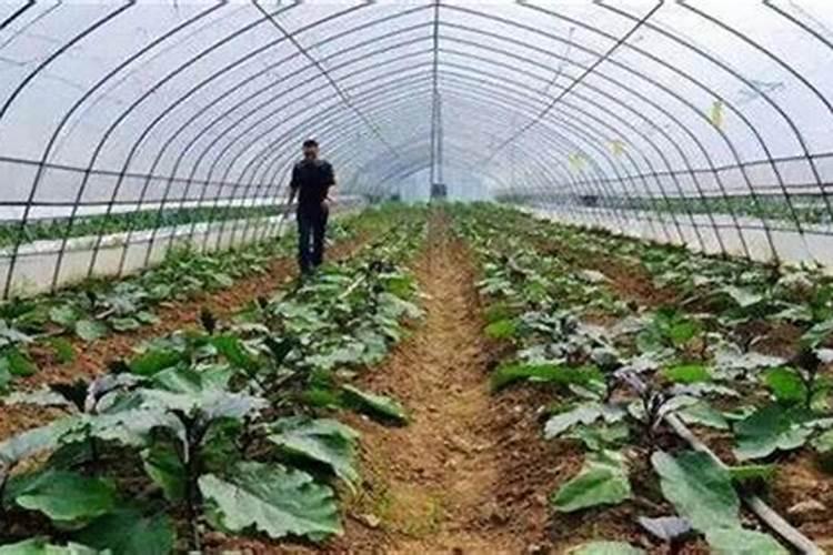 大棚蔬菜常用肥料有哪些