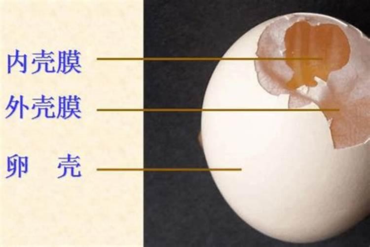 鸡蛋壳是磷肥还是钾肥