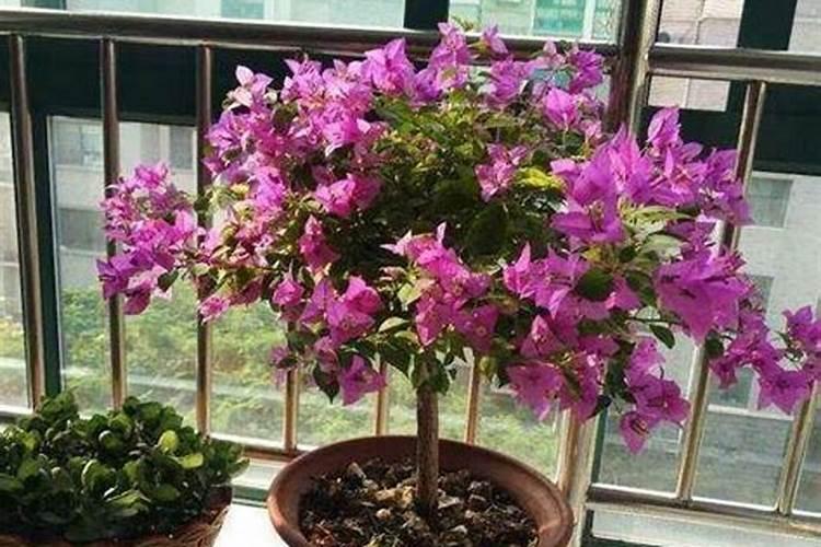 三角梅花后怎么修剪和施肥