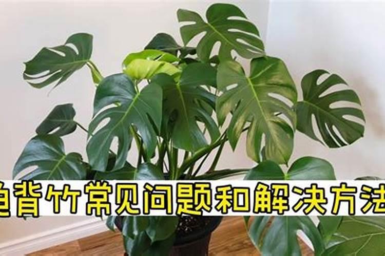 夏天养水培植物