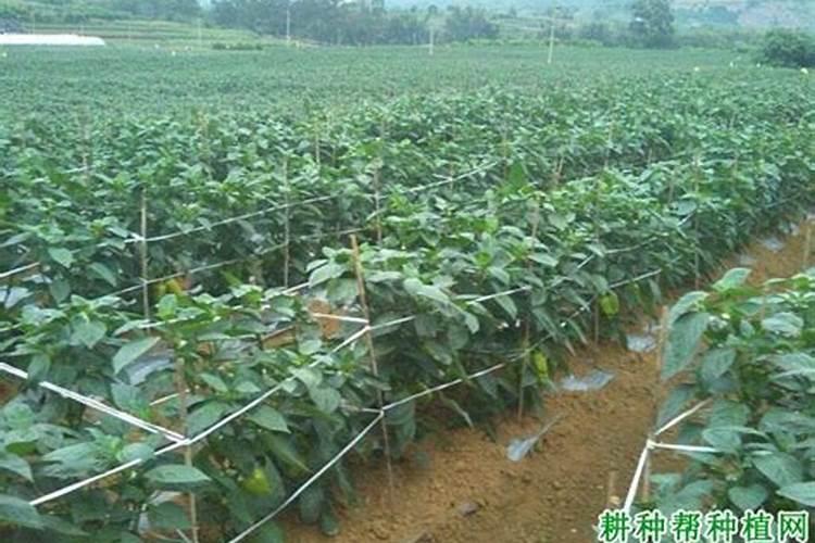 甜椒坐果期怎么管理施肥 甜椒光照温度有什么要求