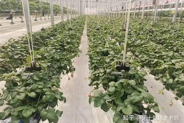 盐碱地水稻怎样施用磷钾肥？