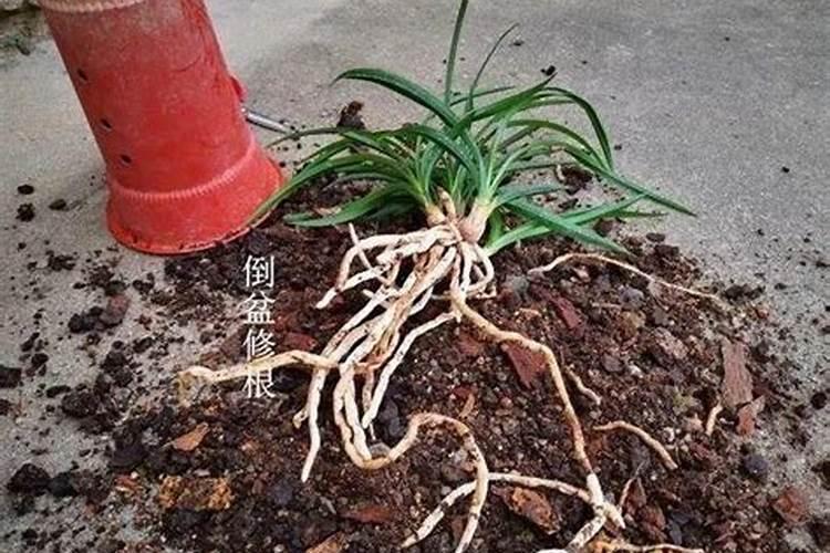 兰花多久施肥一次