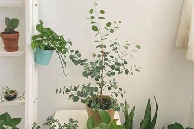 西葫芦怎样整枝打杈