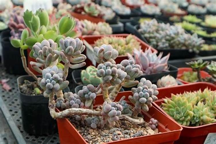 盆栽多肉植物施什么肥 该如何施肥