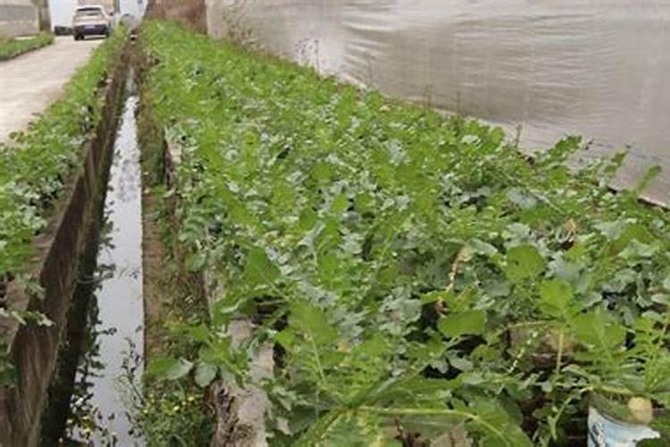 土壤不健康,应如何合理精准施肥,提高肥料利用率？