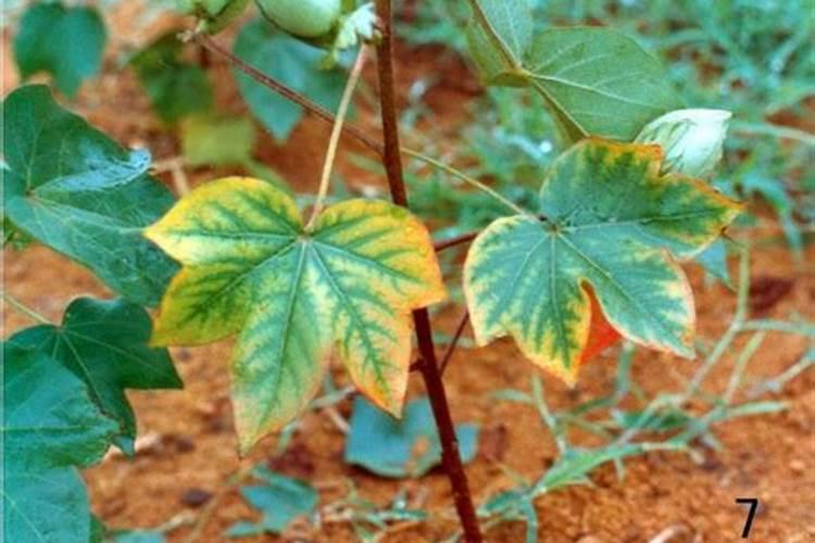 棉花怎么追施钾肥？棉花施用钾肥技术是什么？