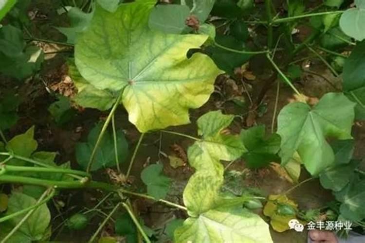 棉花发黄是什么原因造成的