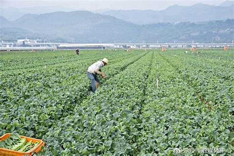 黄土高原种玉米上什么肥料%