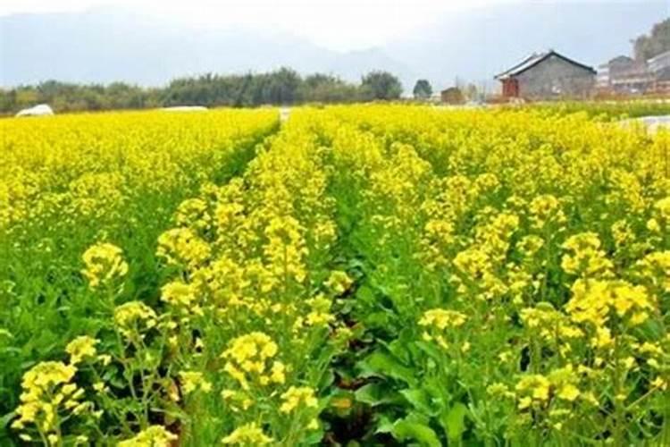 氮、磷、钾三种肥料在植物生长期有啥作用？