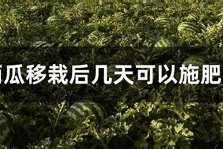 西瓜挂果后施什么肥,挂果后怎么浇水