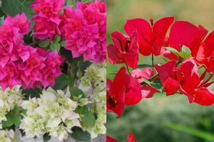 君子兰开花时能施肥吗