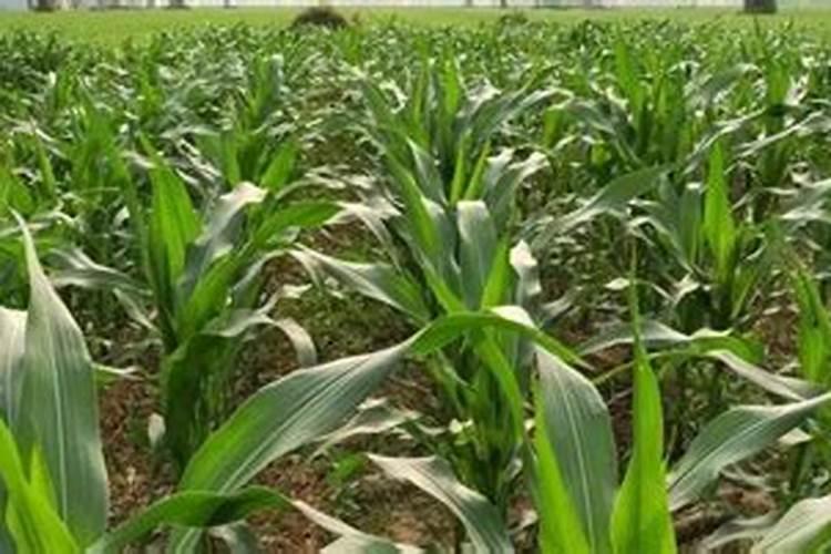 玉米在什么时期追钾肥