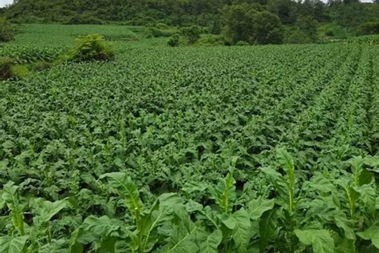 烤烟种植技术与方法