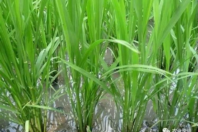 怎样对水稻施叶面肥？ 果树、蔬菜出现病菌就用82%代森锰锌