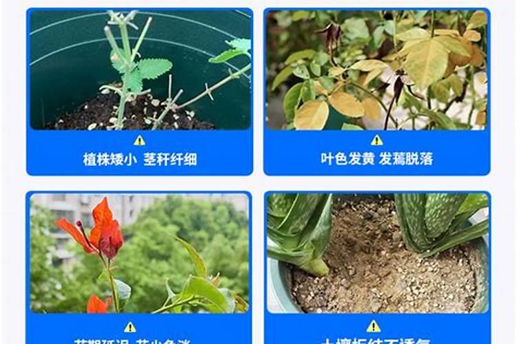 家里养花适合用的含氮的肥料有哪些啊