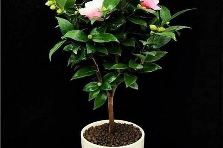 茶花什么时候施肥最好
