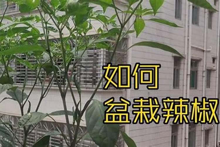 辣椒高产施肥的正确方法