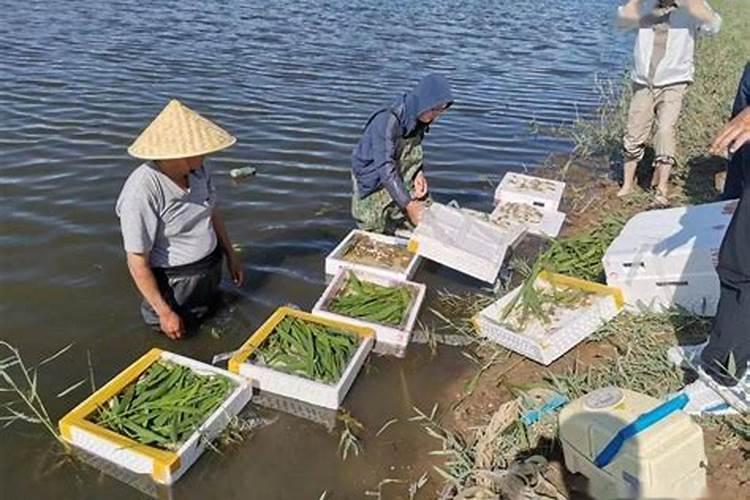 今年羊毛价格分析,现在价格是多少？