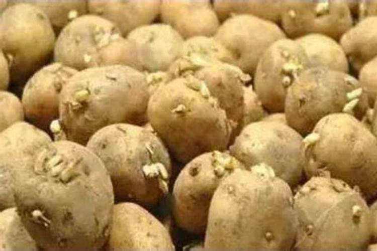 发芽土豆的10个妙用