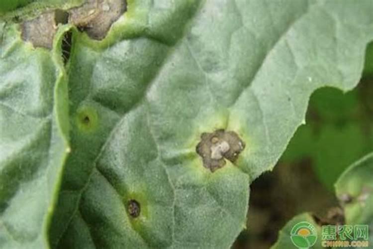 急性炭疽病该用什么农药？