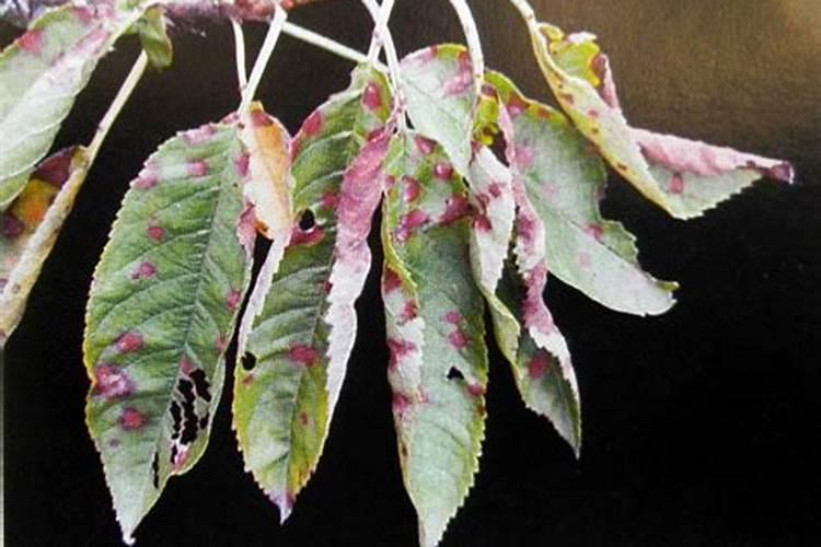 大樱桃树杀菌药有哪些