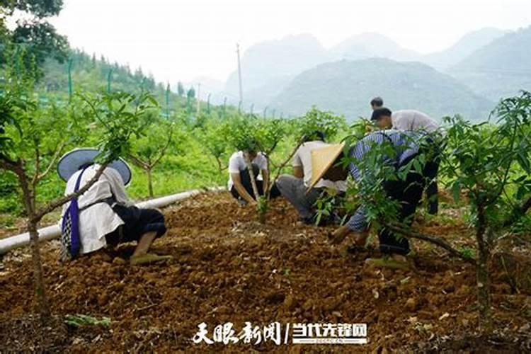 求!谁知道市场上哪种叶面肥效果最好？