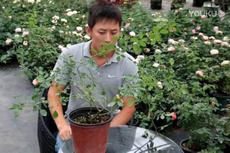 趁现在赶紧给这8种花施肥,晚了就没花看了!