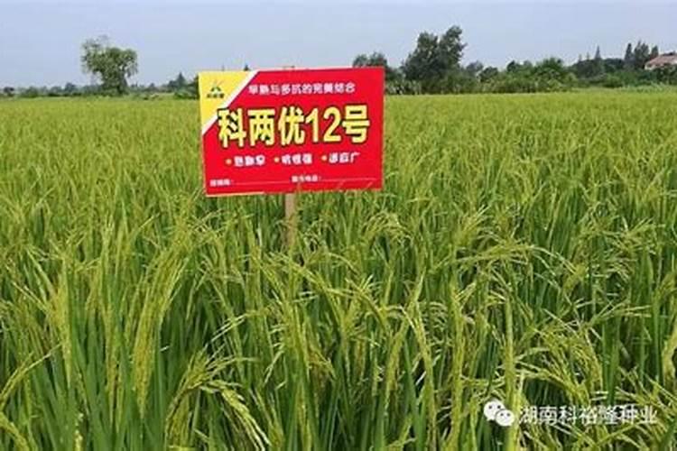 高温干旱天气,如何施肥