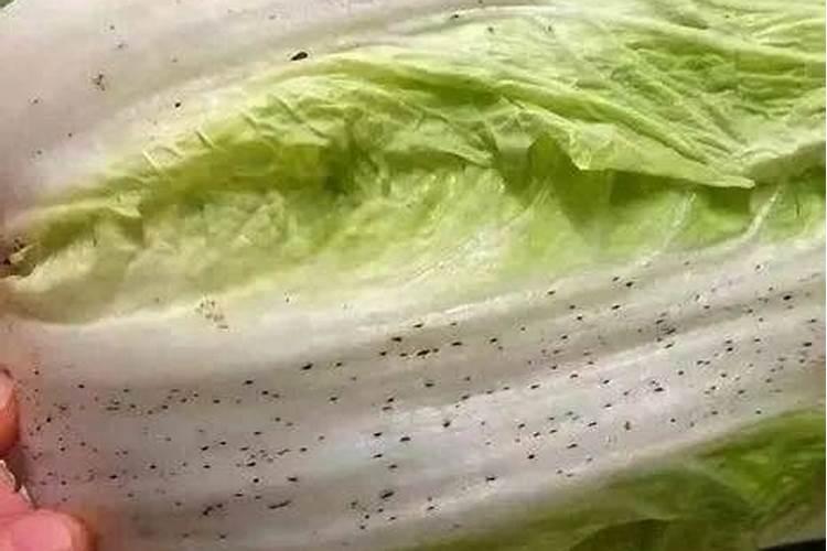 白菜最忌三种肥