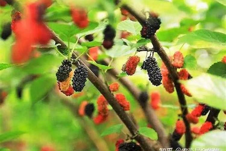 桑葚子开始红结果多可以再加施肥吗？