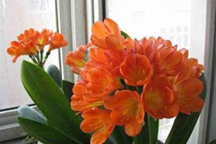 朱顶红一般几年开花？