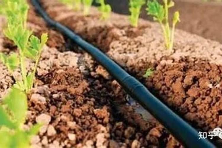 膜下滴灌技术简介